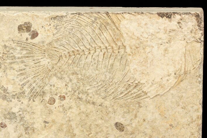 Bargain, Unprepared Fossil Fish (Priscacara) - Long #71805